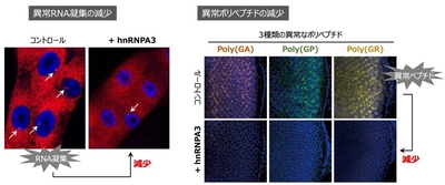 hnRNPA3は、異常なRNAの凝集を減少させる（左）、hnRNPA3は、異常なRNAから合成される異常ポリペプチドの量を減少させる（右）