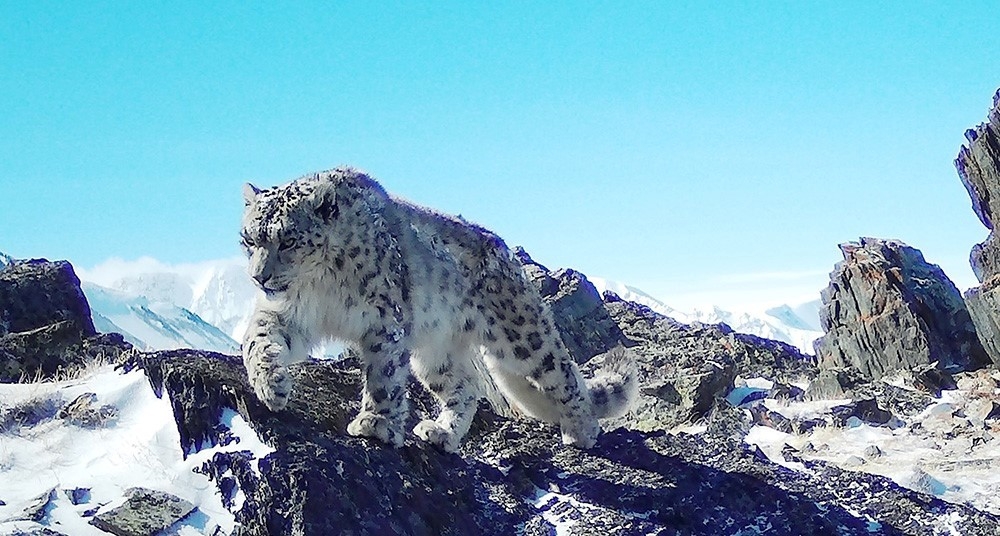 「神の獣 雪豹 - The Eidolon, Leopard」2019年 神の獣 雪豹 - The Eidolon,Snow Leopard」2019年 - メルカリ