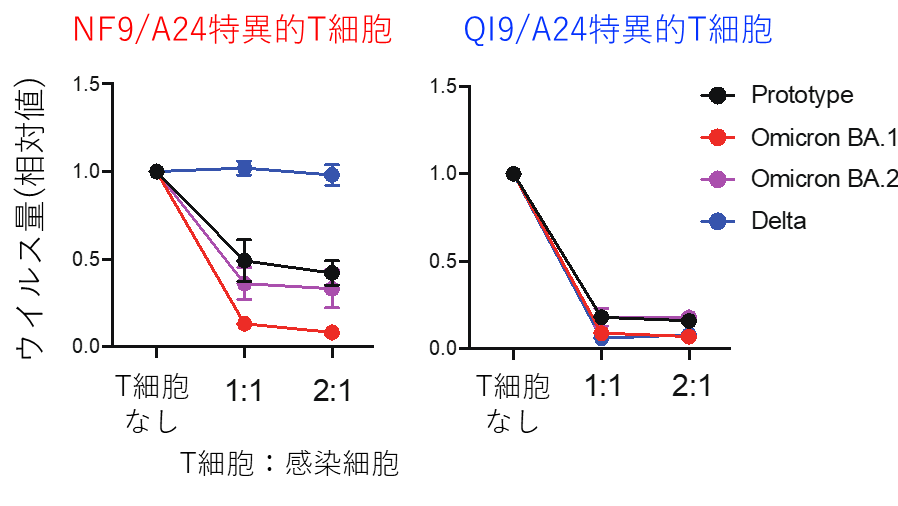 図2:T細胞のウイルス複製阻害効果NF9/A24特異的T細胞はオミクロンBA.1株のウイルス複製を効率的に抑制した