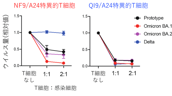 図2:T細胞のウイルス複製阻害効果NF9/A24特異的T細胞はオミクロンBA.1株のウイルス複製を効率的に抑制した