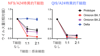 図2：T細胞のウイルス複製阻害効果NF9/A24特異的T細胞はオミクロンBA.1株のウイルス複製を効率的に抑制した