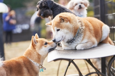 jn5ZDGxPCNBVKmPXvKrj.JPG?w=940&h=940