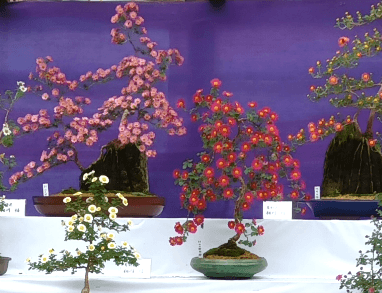 小菊盆栽展示(過去開催の様子)