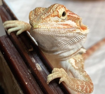 jyFlGQ7lv02SjHgVGlFv.jpg?w=940&h=940