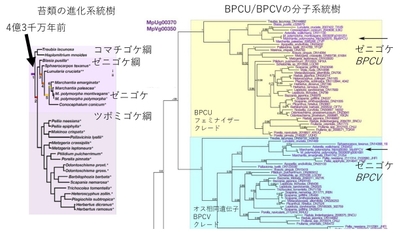 図3 苔類の系統樹（左）とBPC遺伝子の分子系統樹（右）　苔類は基本的にBPCU型の遺伝子とBPCV型の遺伝子をもつ。各型がひとつの分子系統を形成することから、苔類が地球上に出現した4億3000万年前には性決定遺伝子が誕生していたことがわかる。