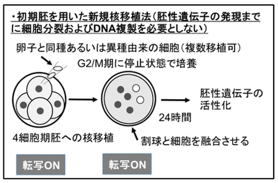 （図2）本研究により発展した新規核移植法
