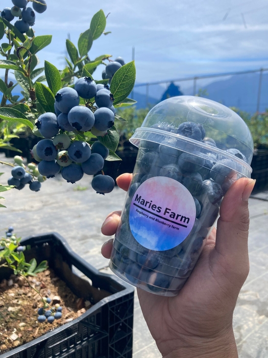 魚沼市 マリーズファームのブルーベリー狩り(2)