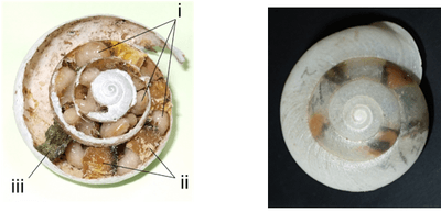 図4 左：クチベニマイマイの空き殻の巣で育つ幼虫。（（i）幼虫、（ii）幼虫の餌となる花粉団子、（iii）一番外側の栓）。右：人工殻に営巣した様子。