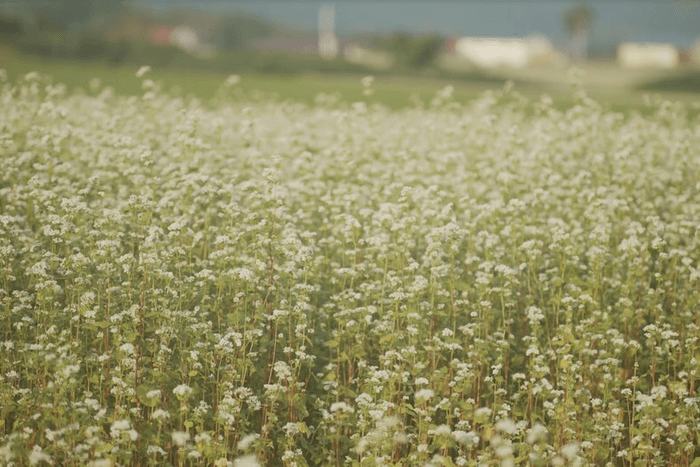 ソバの生産で有名な幌加内。寒さは厳しいが豊かな自然環境である。