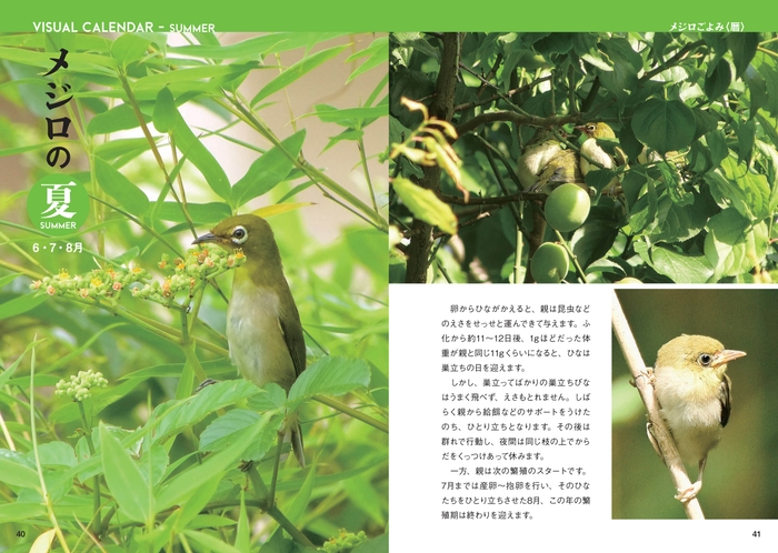 メジロの夏