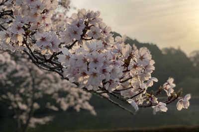 kBA77pLYgCaii8QrjVQL.jpg?w=940&h=940