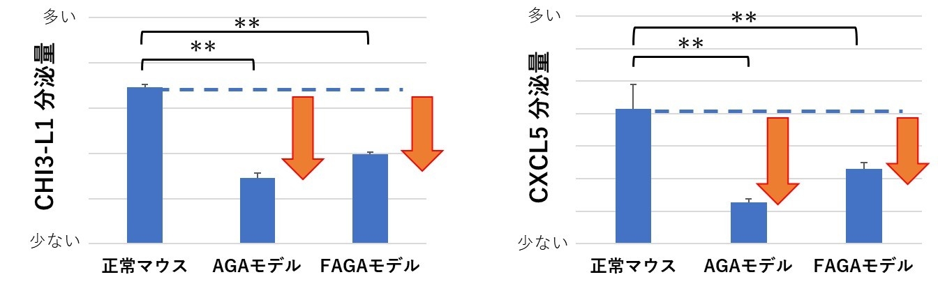 図4:脱毛症モデルマウスでは、CHI3-L1とCXCL5の分泌量が低下していることを確認