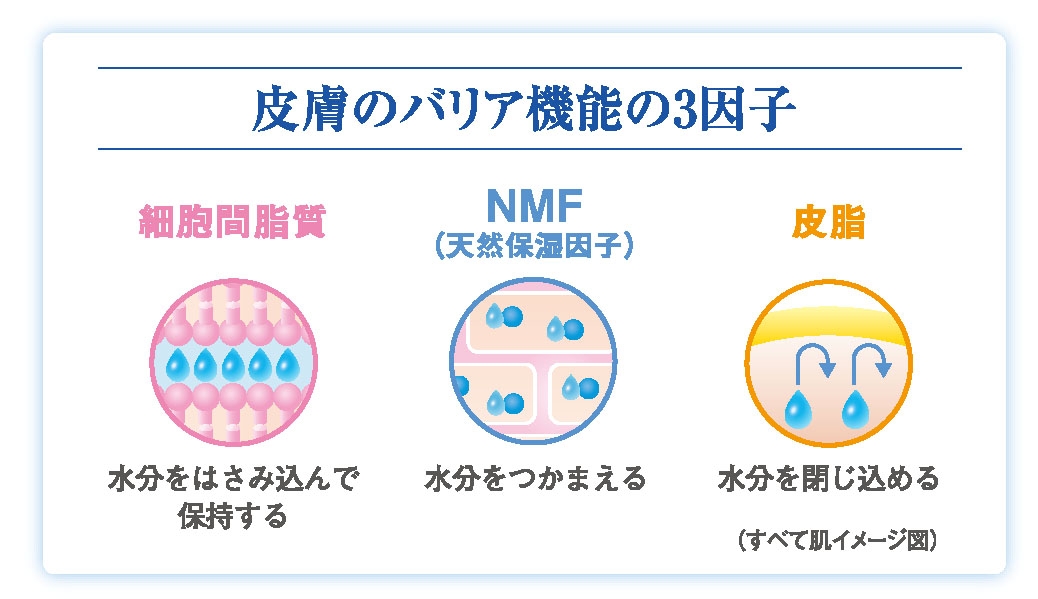 皮膚のバリア機能の3因子