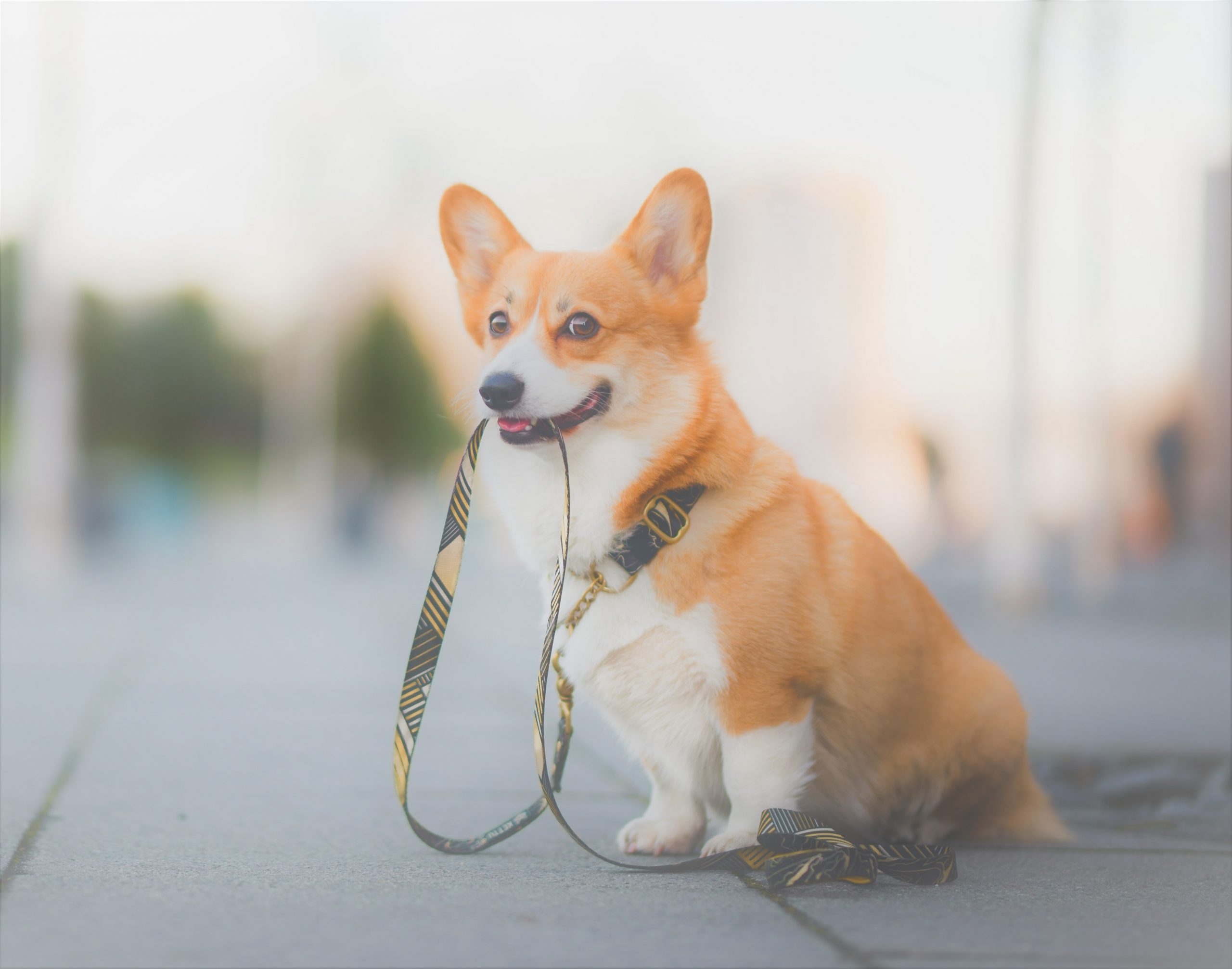 読者の疑問を解決！犬の散歩って食前と食後のどっちがいいの？