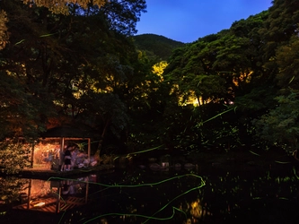 東伊豆温泉郷と蛍、『ほたる観賞の夕べ』開催のお知らせ