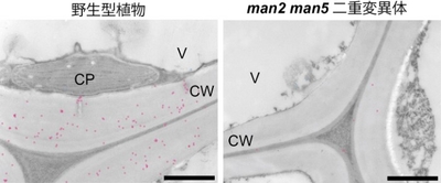 図4. 細胞壁グルコマンナンの免疫電子顕微鏡観察　グルコマンナン特異的な抗体で検出し、細胞壁のグルコマンナンは青色、細胞内のグルコマンナンはピンク色のドットで表している。CP, 葉緑体；CW, 細胞壁；V, 液胞。スケールバーは1µmを表す。