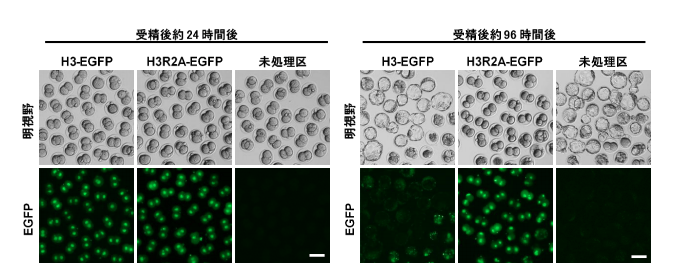 図1 野生型ヒストンH3または変異体ヒストンH3R2Aに緑色蛍光タンパク質(Enhanced green fluorescent protein:EGFP)を結合させた融合タンパク質を受精卵の核に取り込ませた場合、H3-EGFP試験区の受精卵は未処理区と変わらず胚盤胞期まで発生するのに対し、H3R2A-EGFP試験区は胚発生が2細胞期で停止したままである。スケールバー:100 μm