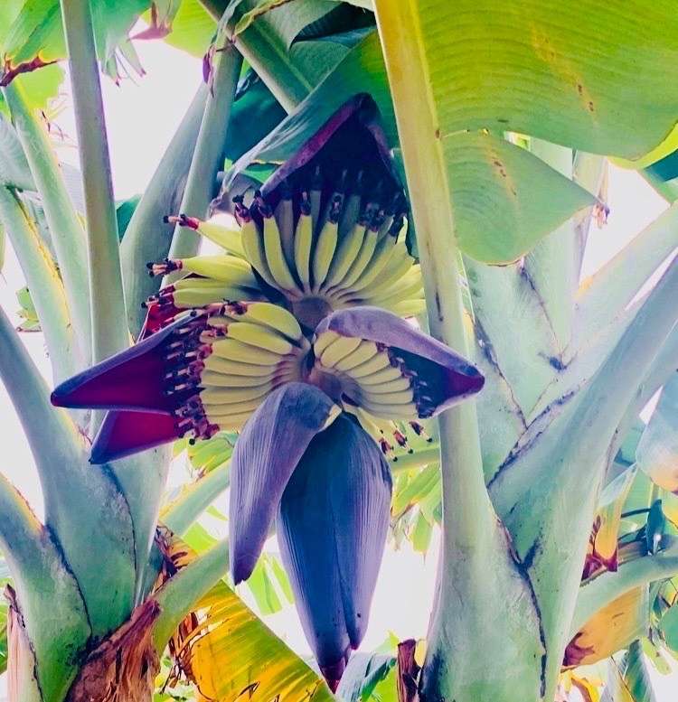 ブルートバナナの花