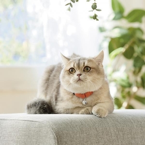 Ｓｉｐｐｏｌｅ　ふわふわのびーる猫首輪