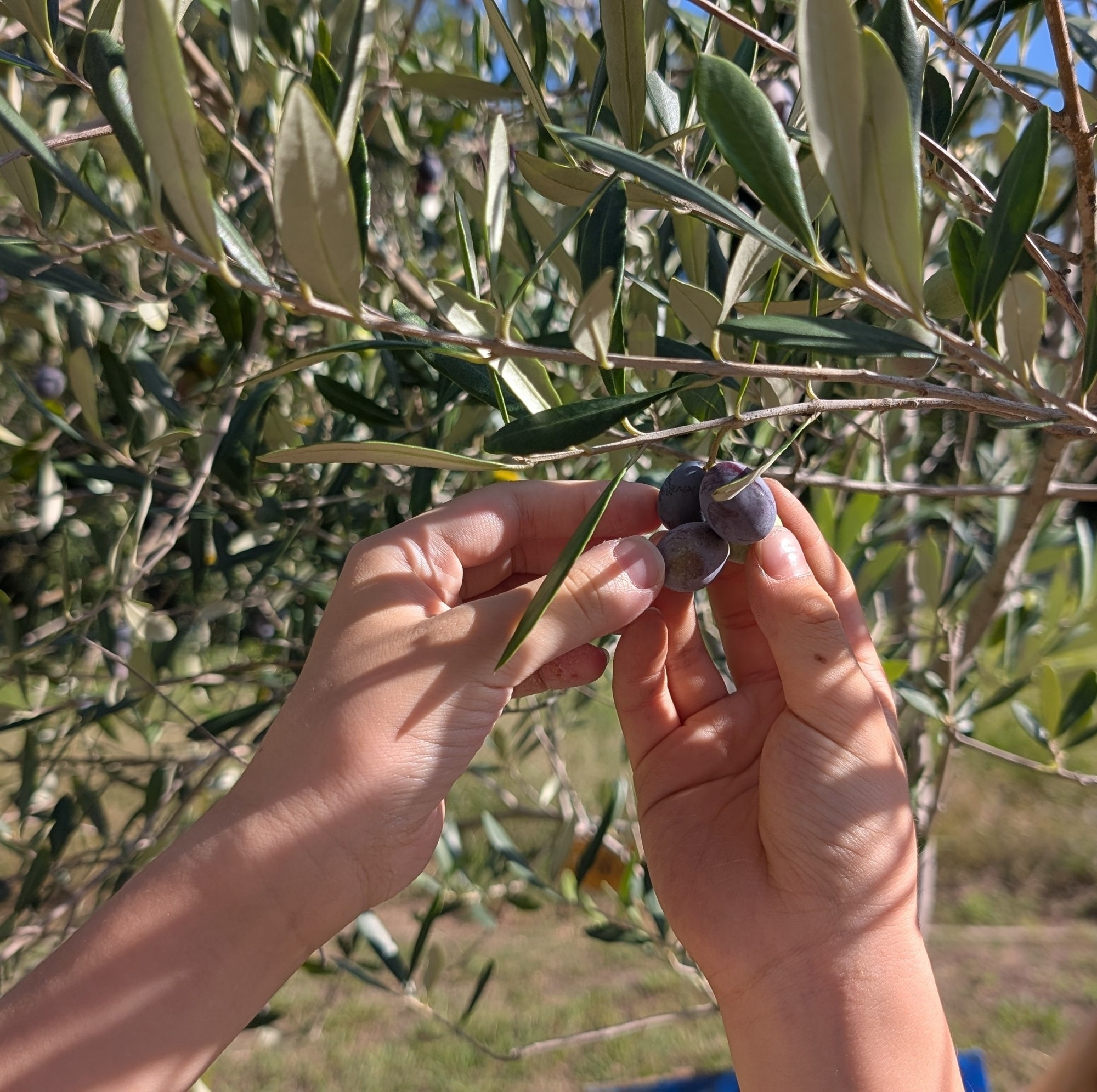 児童主体のクラウドファンディング「みんなのオリーブの森」プロジェクト始動 - 堺市立新檜尾台小学校