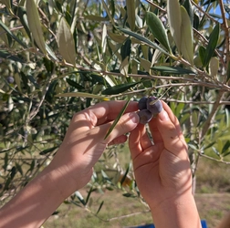 児童主体のクラウドファンディング「みんなのオリーブの森」プロジェクト始動 - 堺市立新檜尾台小学校