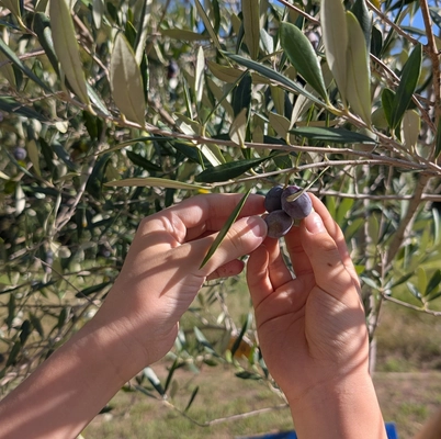 児童主体のクラウドファンディング「みんなのオリーブの森」プロジェクト始動 - 堺市立新檜尾台小学校