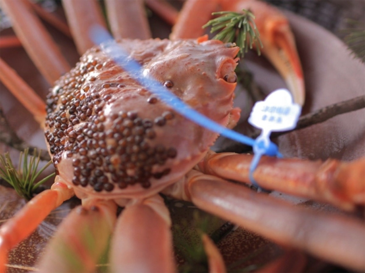 海の京都でカニづくし!6つの宿で堪能する多彩なカニ料理/京都府京丹後市 夕日ヶ浦温泉 佳松苑グループ