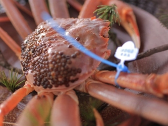 海の京都でカニづくし！6つの宿で堪能する多彩なカニ料理／京都府京丹後市 夕日ヶ浦温泉 佳松苑グループ