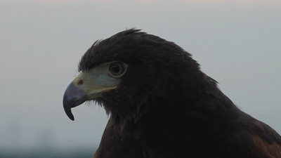 kUbrk99ld0vjnJh8xel5.png?w=940&h=940