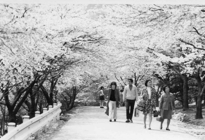 【かみね公園の桜並木(昭和40年代)】