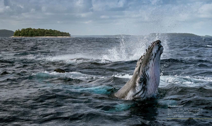 『クジラ 海の巨人』中面