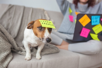 アクサダイレクトのペット保険の特徴をまとめています！