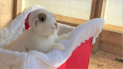 淡路島の小さな動物園 「のじま動物園」 サンタクロースに願いを届ける 『冬のどうぶつえんまつり』 11月・12月に開催！