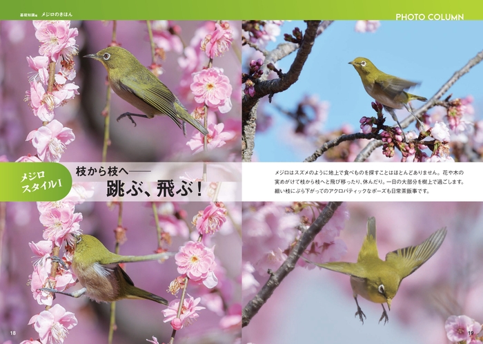 メジロスタイルⅠ 枝から枝へ──跳ぶ、飛ぶ!