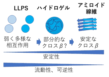 タンパク質の新しい異常凝集構造を発見