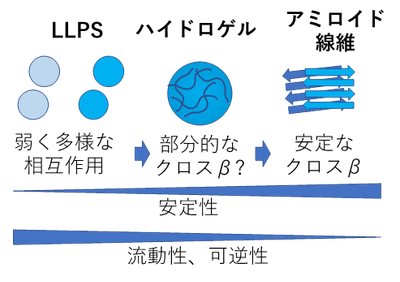 図1. 凝集のプロセス