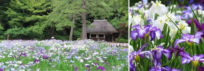 ハナショウブ660株の見ごろに合わせて小石川後楽園で「花菖蒲を楽しむ ～初夏の大名庭園を彩る優雅な紫～」を開催（5/24~6/8 ）