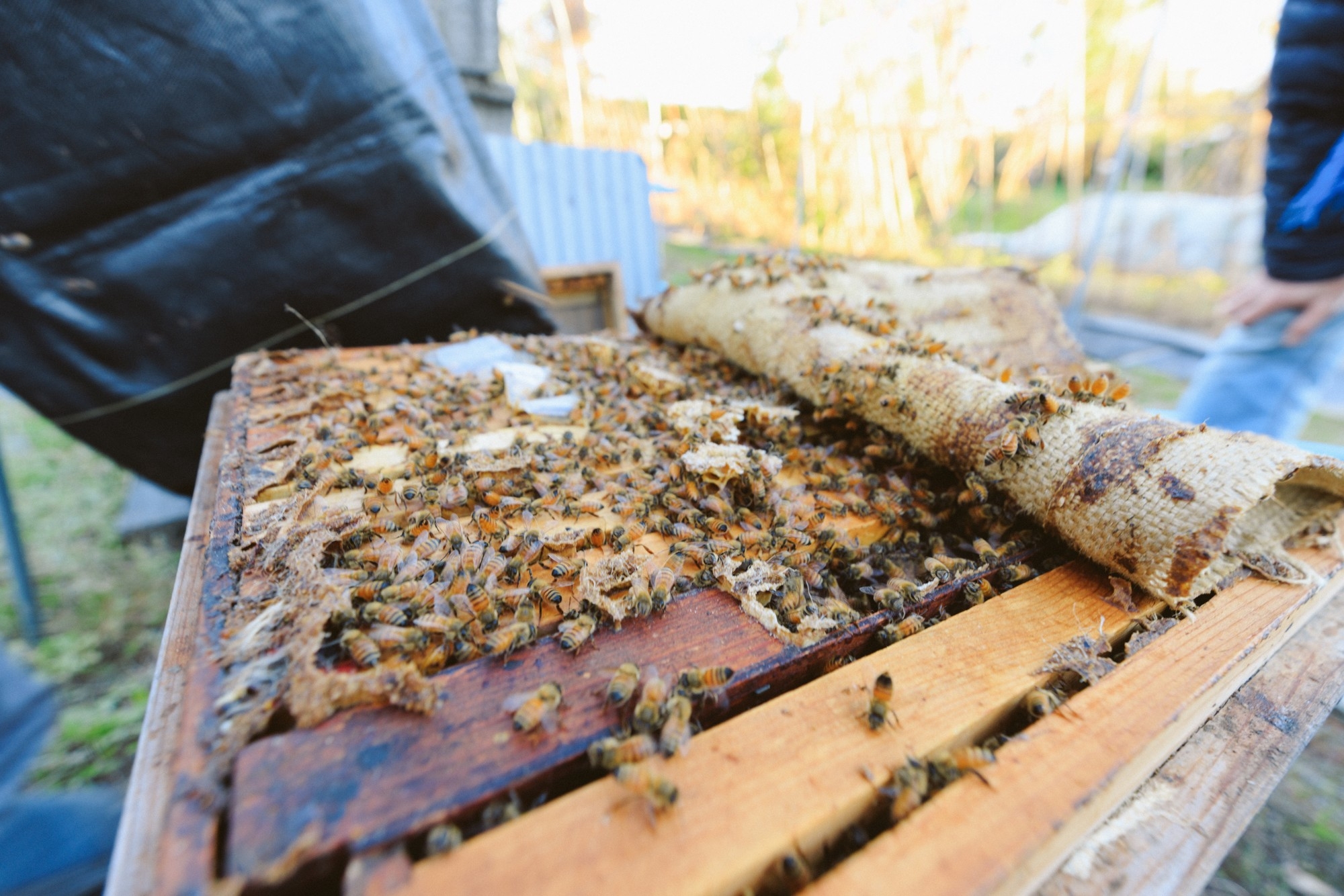 純国産・純天然・無加工の蜂蜜をつくる花園養蜂場(深谷市)©湯越慶太