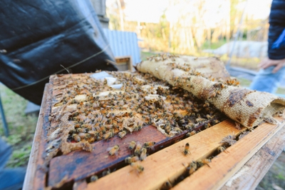  純国産・純天然・無加工の蜂蜜をつくる花園養蜂場（深谷市）©湯越慶太