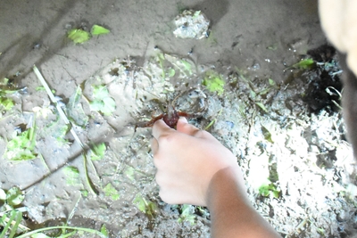 アメリカザリガニをキャッチ！