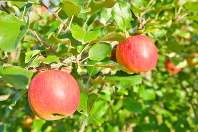 kn6FvsEtlYSH9uLNALJX.jpeg?w=940&h=940