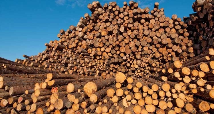 日本の木材パルプ市場は2033年までに2.73%の成長率で131億米ドルの収益を生み出すと予測