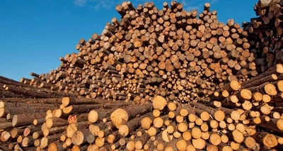 日本の木材パルプ市場は2033年までに2.73%の成長率で131億米ドルの収益を生み出すと予測