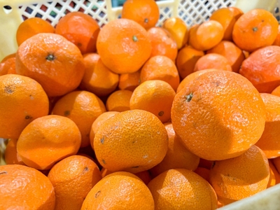 規格外品として選別された『津之輝』