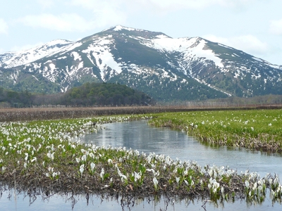 【片品村】尾瀬ヶ原ミズバショウ