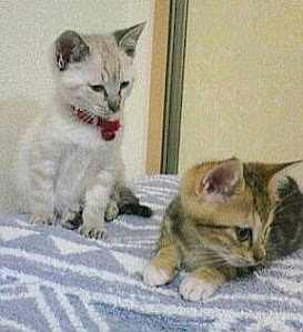 19歳の軌跡 うめ