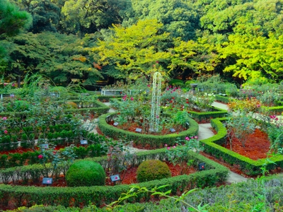 バラ園の様子（下段全体）