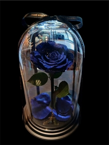  Timeless Rose　ベルローズ 