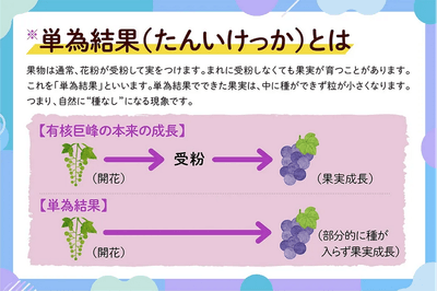 単為結果とは
