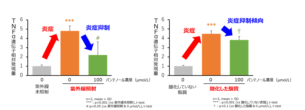 図3 表皮細胞における紫外線及び酸化した脂質による炎症に対するパンテノールの抑制作用